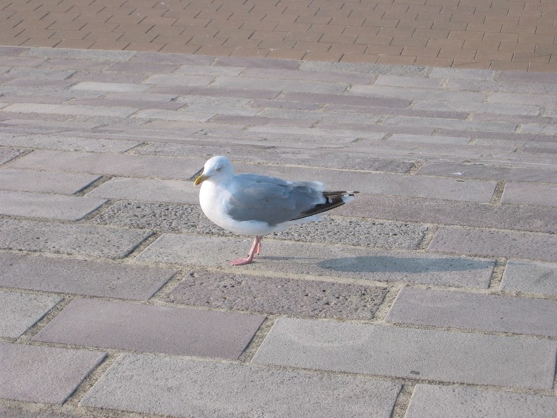 Sven-H. Mhr, Sven Mhr, Wangerooge