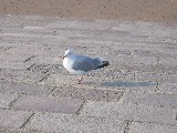 Sven-H. Mhr Sven Mhr, Wangerooge